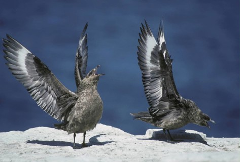 Stercorarius antarctica