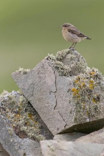 Northern northern wheatear
