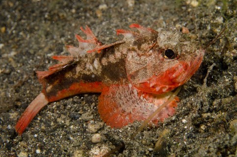 Adult whiteface waspfish