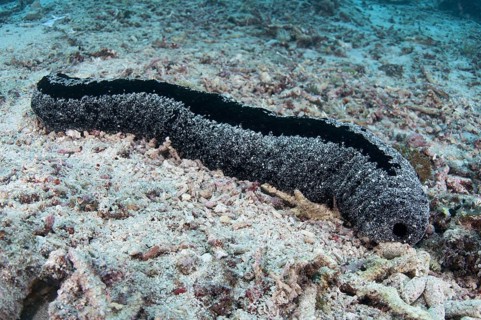 Black Sea Cucumber