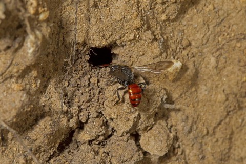 Fabricius' nomad bee
