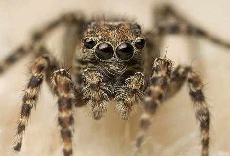Jumping Spider