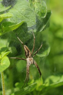 List spider