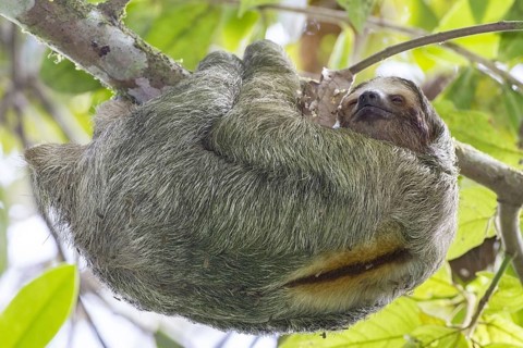 Adult brown-throated three-toed brown-throated sloth