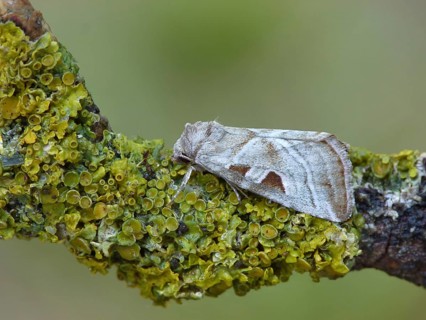 Silvery silvery gem