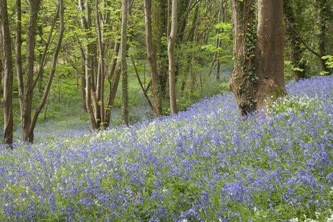 Endymion hyacinth