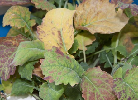 Oilseed rape
