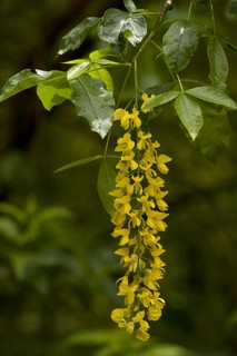Alpine Laburnum