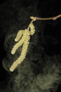 Common hazel