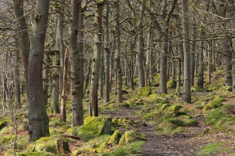 Sessile Oak