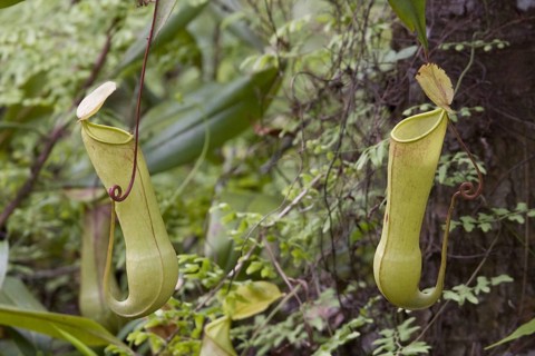 (Nepenthes distillatoria), pitcher plant, sri lanka