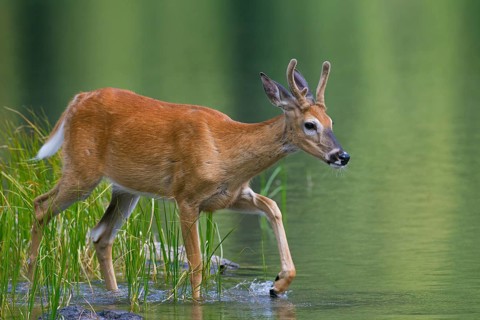 White-tailed deer