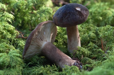 (Lactarius) picinus