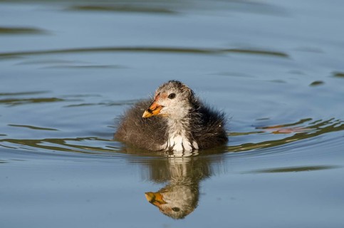 (Fulica atra)
