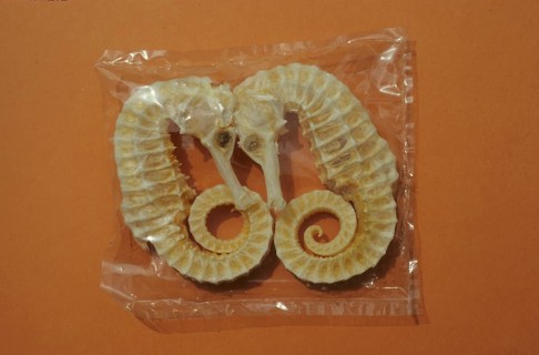 Seahorse