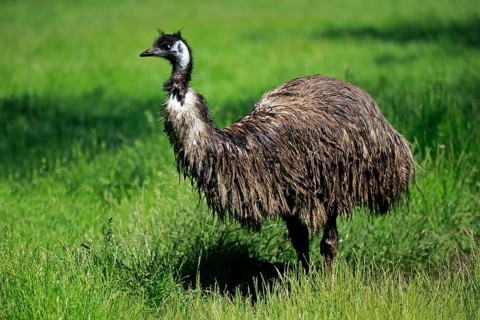 Emu