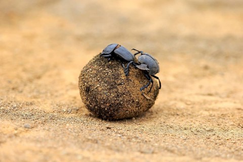 Dung beetle