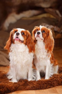 Cavalier King Charles Spaniel