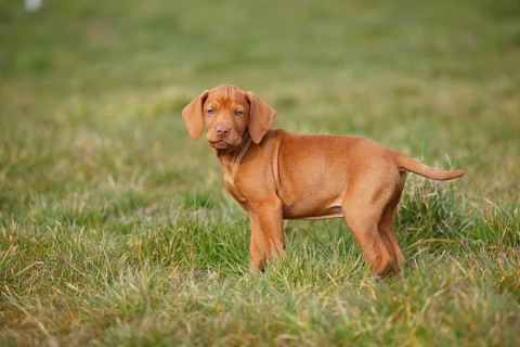 Shorthaired Hungarian Pointing Dog