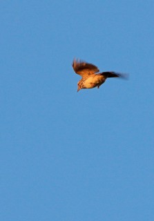 Crested Lark