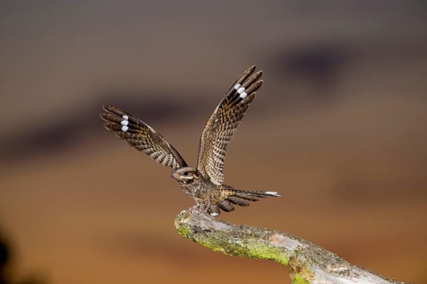 Eurasian european nightjar