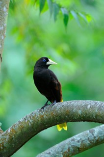 Crested oropendola