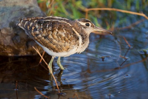 Greater Painted-snipe