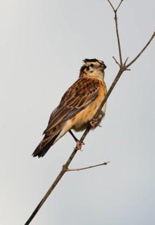 Eastern Paradise Whydah