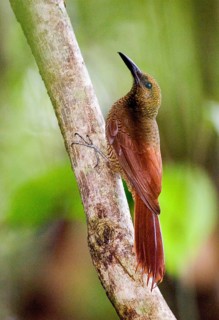Northern Barred-woodcreeper