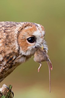 Tawny owl