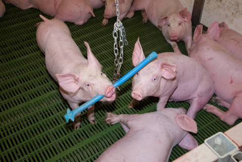 Pig farming
