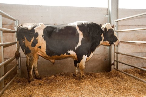 Domestic cattle