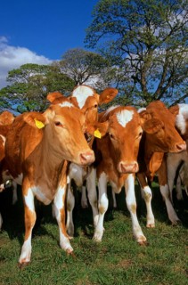 Domestic cattle