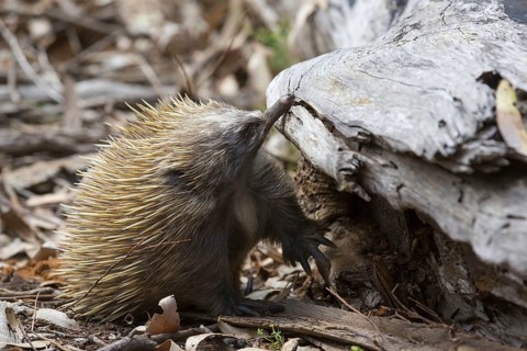 Short-beaked echidna