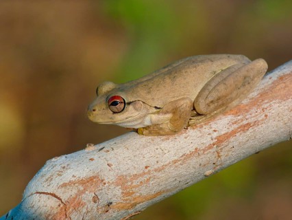 Tree Frog