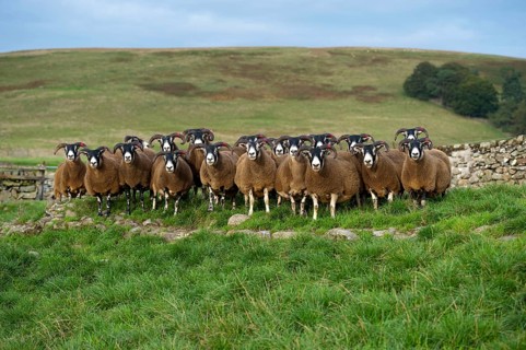 Domestic Sheep