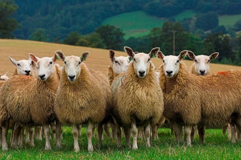 Domestic Sheep