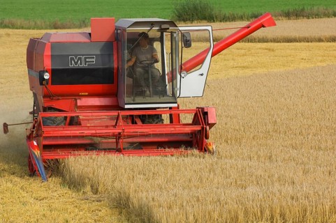 Common oat
