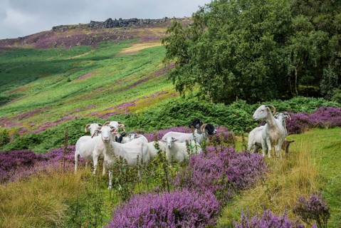 Domestic Sheep