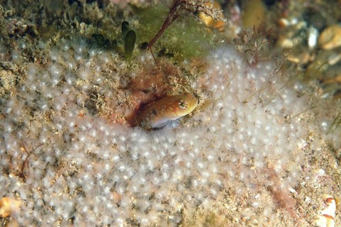 Two-spot Goby
