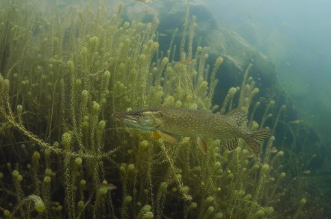 Pike