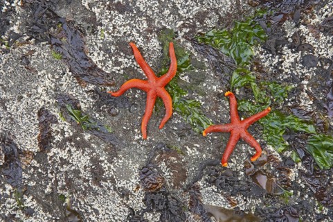 Pacific Blood Starfish