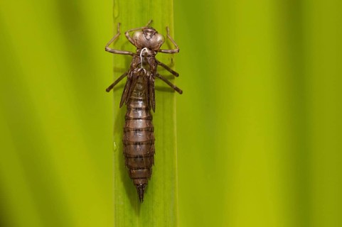 Southern hawkers