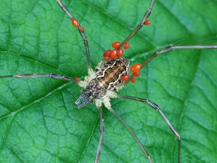 Harvestman