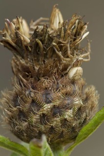 Crab Spider