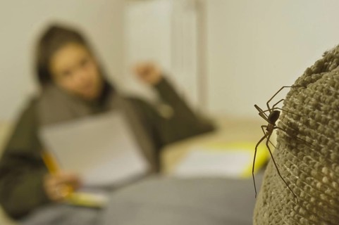 Brown Violin Spider