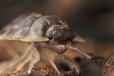 Common Rough Woodlouse