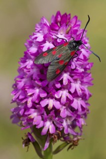 Five-spot Burnet