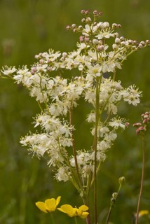 Small meadowsweet