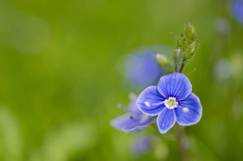 Germander germander speedwell